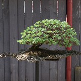 bonsai(01)