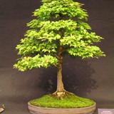 bonsai(14)