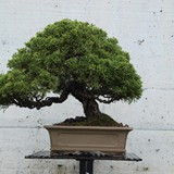 bonsai(15)