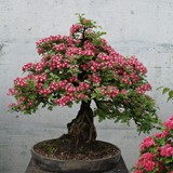 bonsai(23)