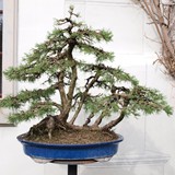 bonsai(3)