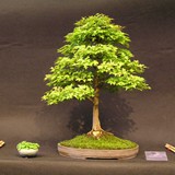 bonsai(45)