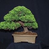 bonsai(51)