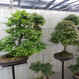 bonsai(68)