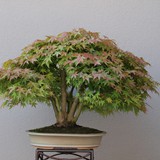 bonsai(77)