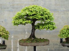 bonsai